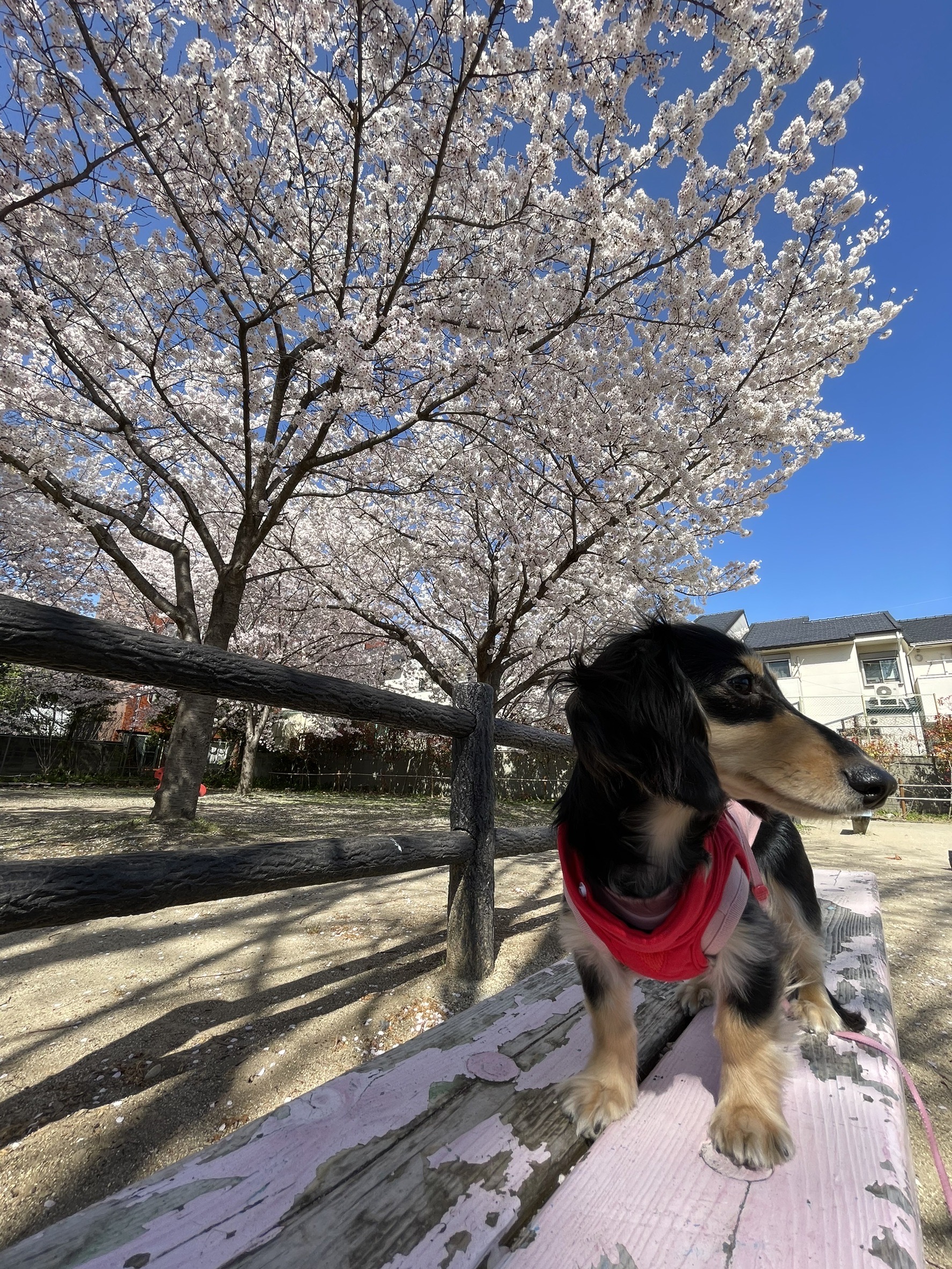 桜　満開